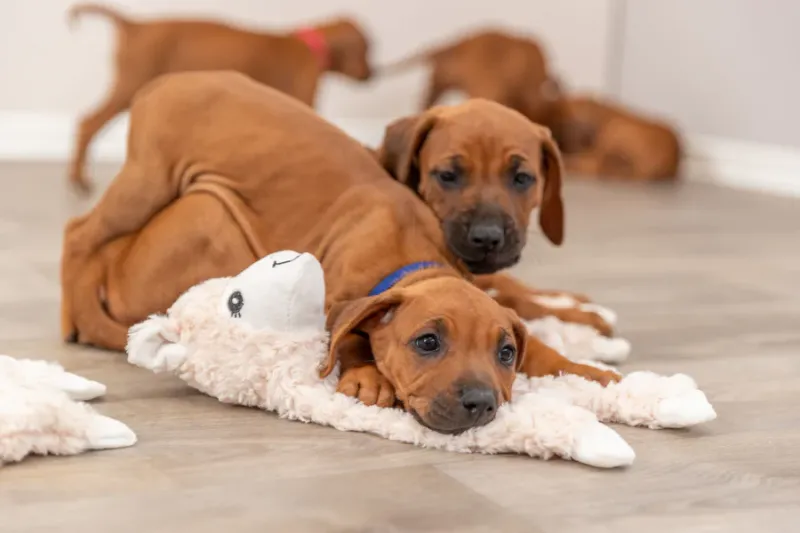 Preview: Schlenker-Lama für Hunde